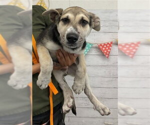 German Shepherd Dog Dogs for adoption in San Bernardino, CA, USA