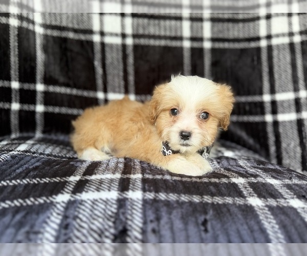 Medium Photo #5 Cavapoo Puppy For Sale in LAKELAND, FL, USA