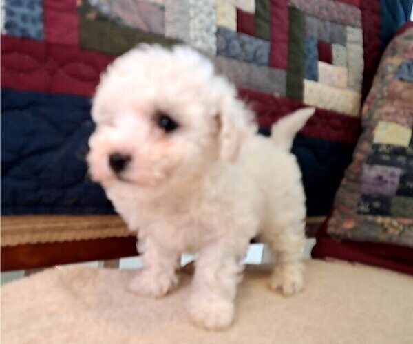 Medium Photo #3 Bichon Frise Puppy For Sale in PELHAM, NH, USA