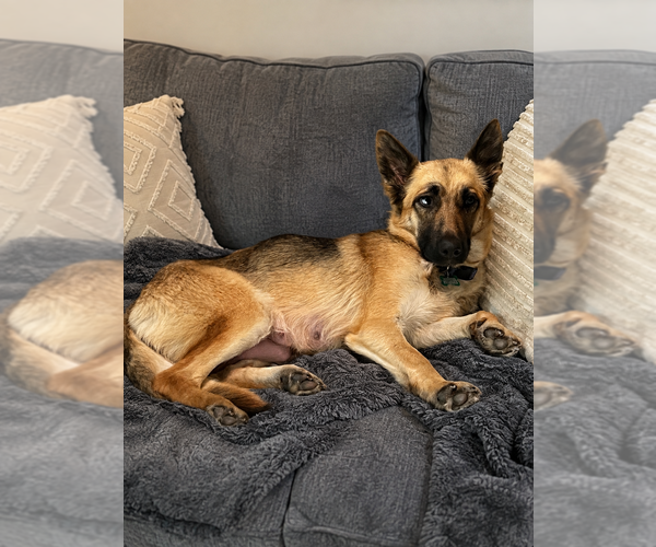 Medium Photo #3 German Shepherd Dog Puppy For Sale in Dana Point, CA, USA