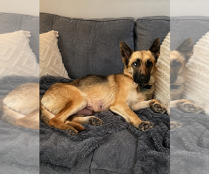 Mia - Female German Shepherd Dog Dog for Adoption - Photo #3