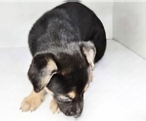German Shepherd Dog-Unknown Mix Dogs for adoption in Houston, TX, USA