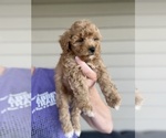 Small #2 Poodle (Toy)