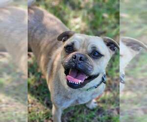 Pug-Unknown Mix Dogs for adoption in Wakefield, RI, USA