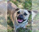 Small Pug Mix