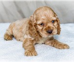 Puppy Buster Cocker Spaniel
