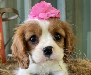 Cavalier King Charles Spaniel Puppy for Sale in GAY, Georgia USA
