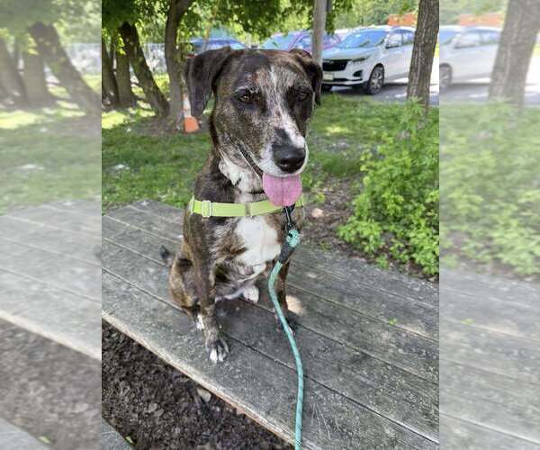 Medium Photo #2 Catahoula Leopard Dog-Unknown Mix Puppy For Sale in Elmsford, NY, USA