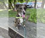 Small #1 Catahoula Leopard Dog Mix