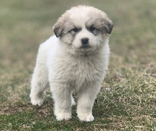 Medium Photo #1 Great Pyrenees Puppy For Sale in GRETNA, VA, USA