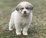 Small Photo #1 Great Pyrenees Puppy For Sale in GRETNA, VA, USA
