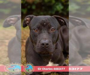 SIR CHARLES - Male Mutt Dog for Adoption - Photo #2