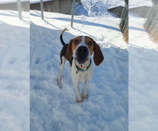 Medium Photo #7 Treeing Walker Coonhound Puppy For Sale in Evansville, IN, USA