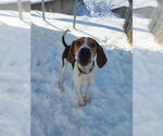 Small #6 Treeing Walker Coonhound
