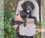 Small #1 Coonhound Mix