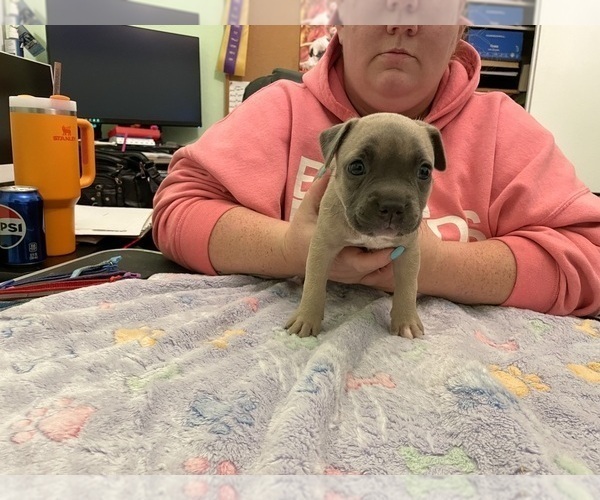 Medium Photo #10 American Pit Bull Terrier Puppy For Sale in TACOMA, WA, USA