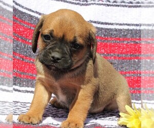 Puggle Puppy for sale in CHARLOTT HALL, MD, USA