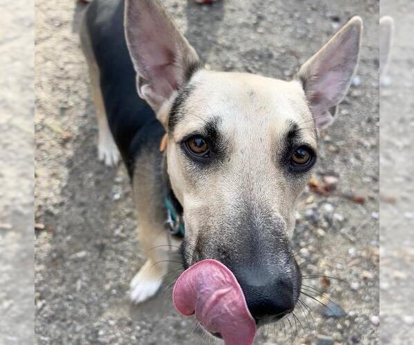 Medium Photo #6 Basset Hound-German Shepherd Dog Mix Puppy For Sale in San Diego, CA, USA