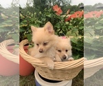Small Photo #4 Pomeranian Puppy For Sale in SMITHVILLE, TX, USA