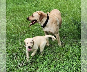 Labrador Retriever Puppy for Sale in HUDSON, Florida USA