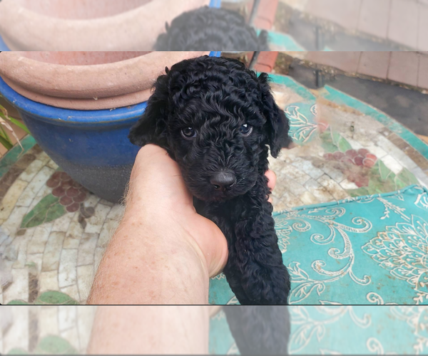 Medium Photo #4 Poodle (Miniature) Puppy For Sale in WEST RICHLAND, WA, USA