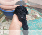 Puppy 3 Poodle (Miniature)
