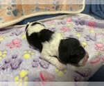 Small Photo #17 Cocker Spaniel Puppy For Sale in MARTIN, GA, USA