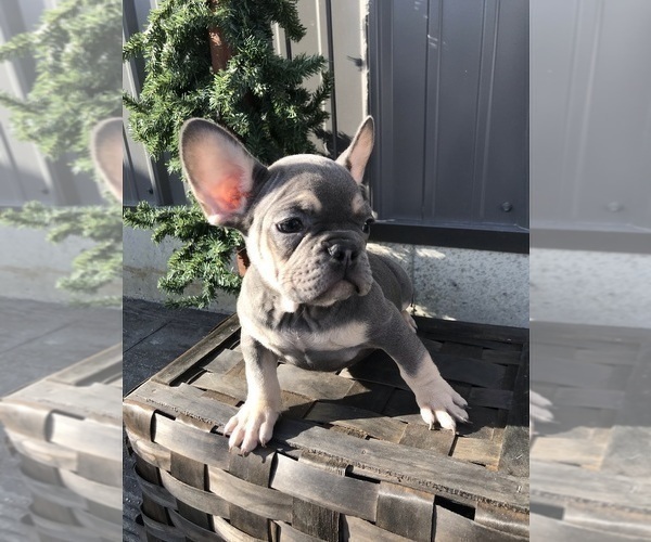 Medium Photo #2 French Bulldog Puppy For Sale in GOSHEN, IN, USA
