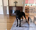 Small Great Dane Mix