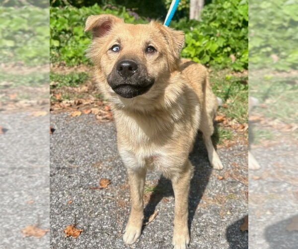 Medium Photo #3 Mutt Puppy For Sale in Canton, CT, USA
