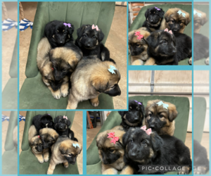 German Shepherd Dog Puppy for sale in MARSHALL, OK, USA