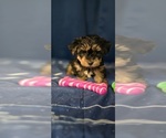 Small #5 Yorkshire Terrier