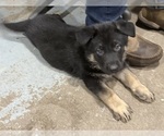 Small #9 German Shepherd Dog