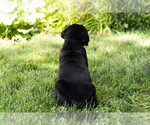 Small Photo #27 Cane Corso Puppy For Sale in WAKARUSA, IN, USA