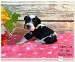Small Photo #1 Schnauzer (Miniature) Puppy For Sale in HARRISBURG, PA, USA