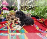 Puppy Pepper Shiranian