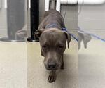 Small American Pit Bull Terrier Mix