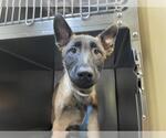 Small German Shepherd Dog Mix