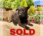 Small Photo #1 Belgian Malinois Puppy For Sale in PRESCOTT, AZ, USA