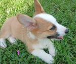 Small #1 Pembroke Welsh Corgi