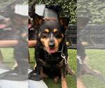 Small Australian Cattle Dog
