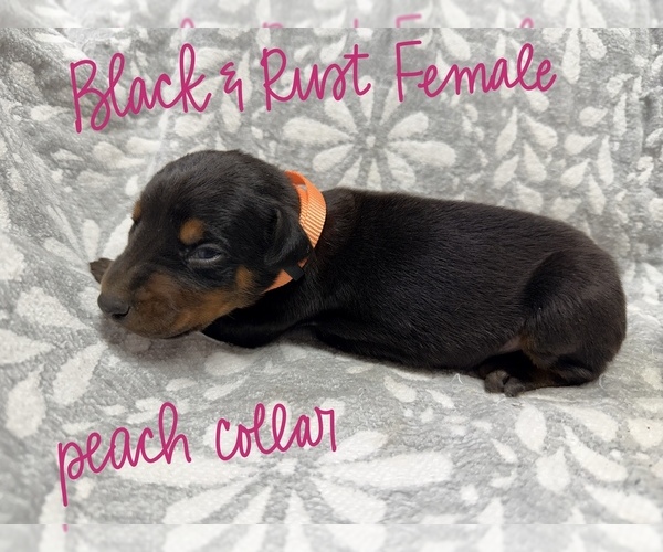 Medium Photo #1 Doberman Pinscher Puppy For Sale in TAHLEQUAH, OK, USA
