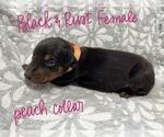 Puppy 6 Doberman Pinscher