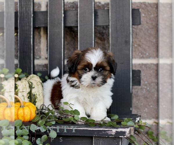 Medium Photo #3 Shih Tzu Puppy For Sale in GORDONVILLE, PA, USA