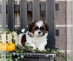 Mavis - Female Shih Tzu Puppy for Sale - Photo #3