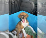 Small #3 Labrador Retriever Mix