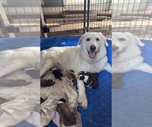 Mother of the Aussie Pyrenees puppies born on 08/13/2026