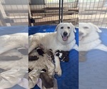 Small Photo #1 Aussie Pyrenees Puppy For Sale in LEXINGTON, SC, USA