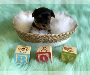Yorkshire Terrier Puppy for sale in WILLISTON, SC, USA