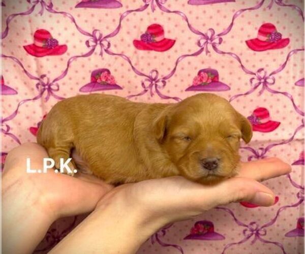 Medium Photo #3 YorkiePoo Puppy For Sale in WINNSBORO, LA, USA